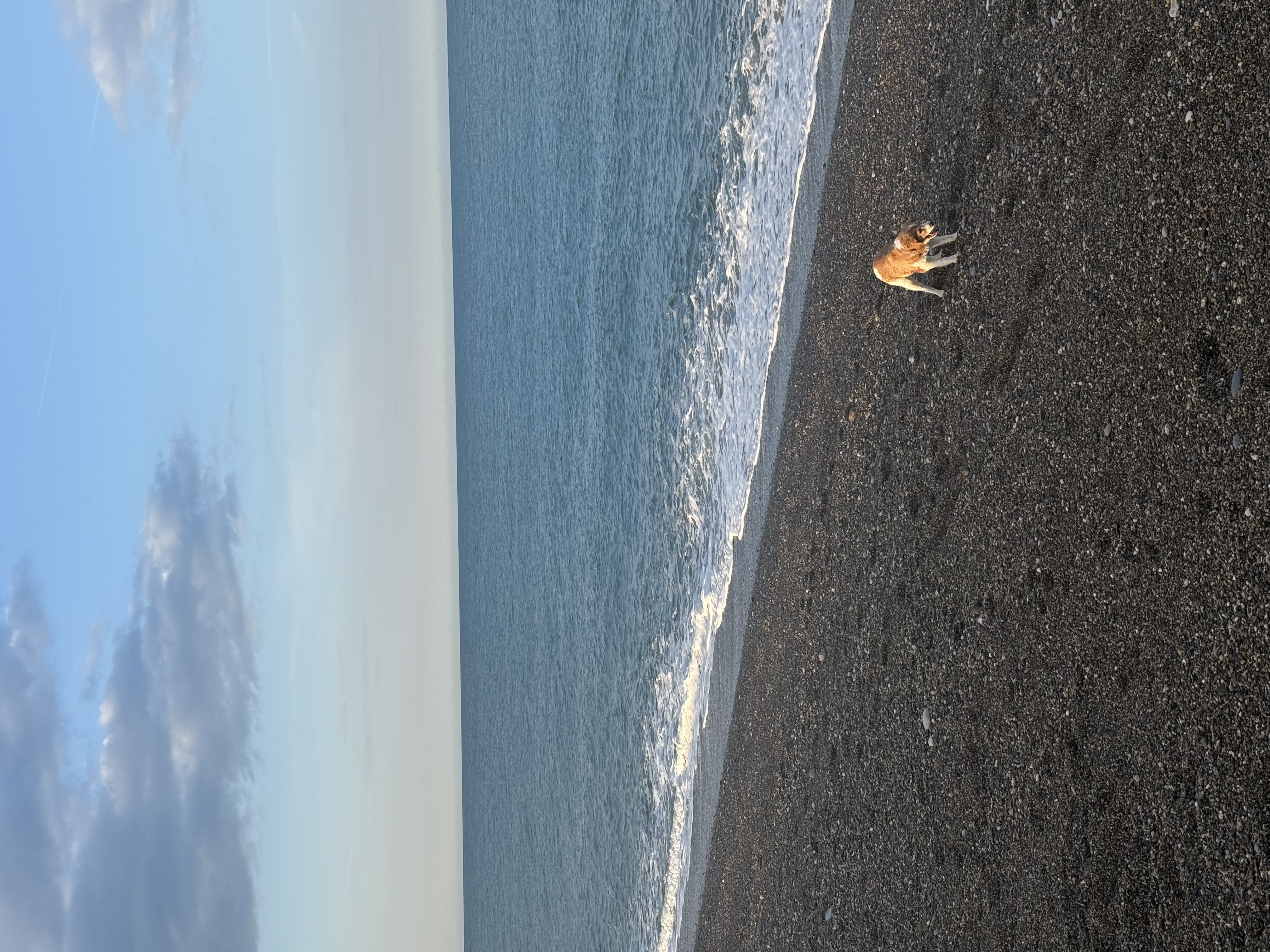 a dog on a beach