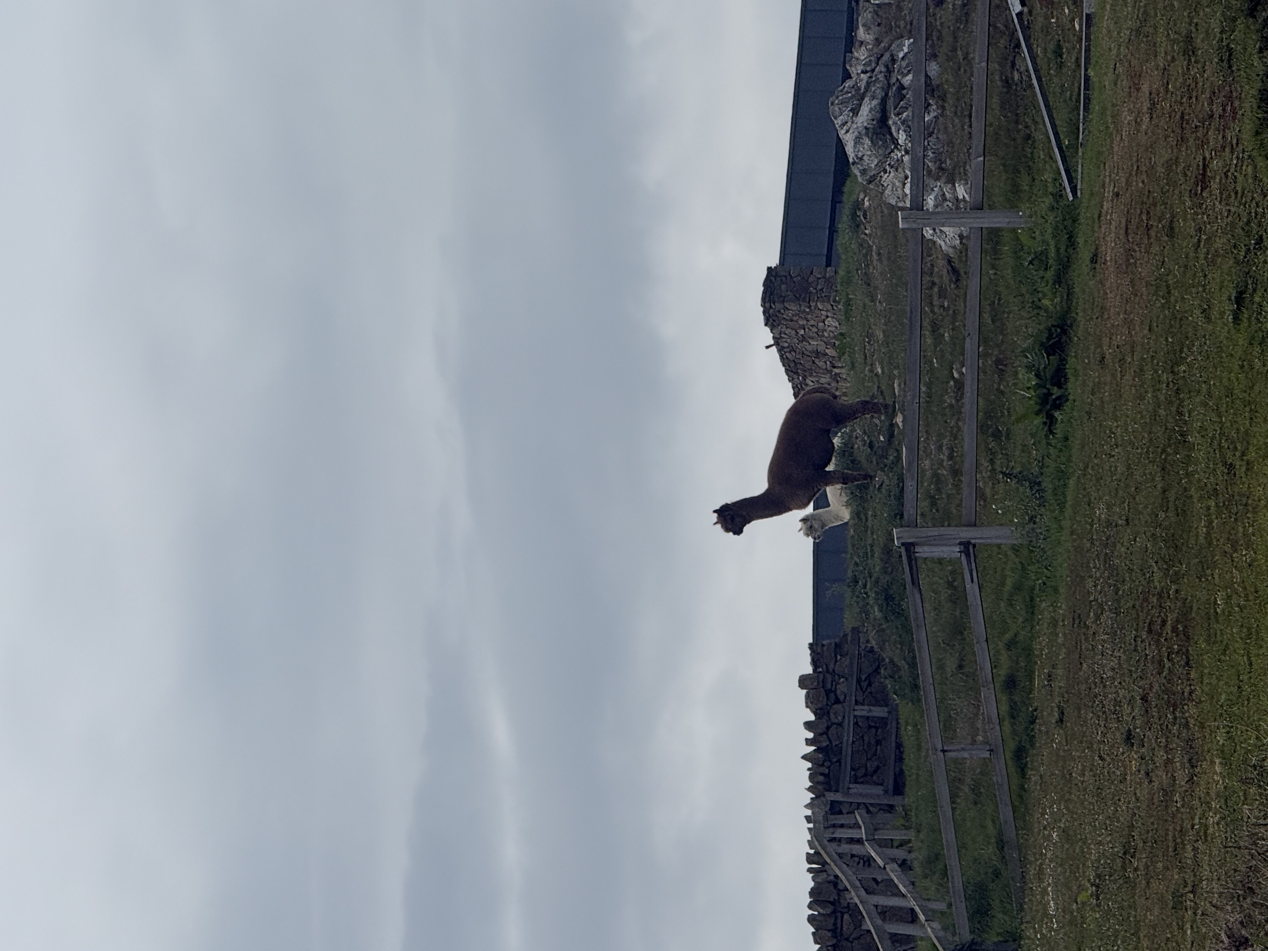 two llamas