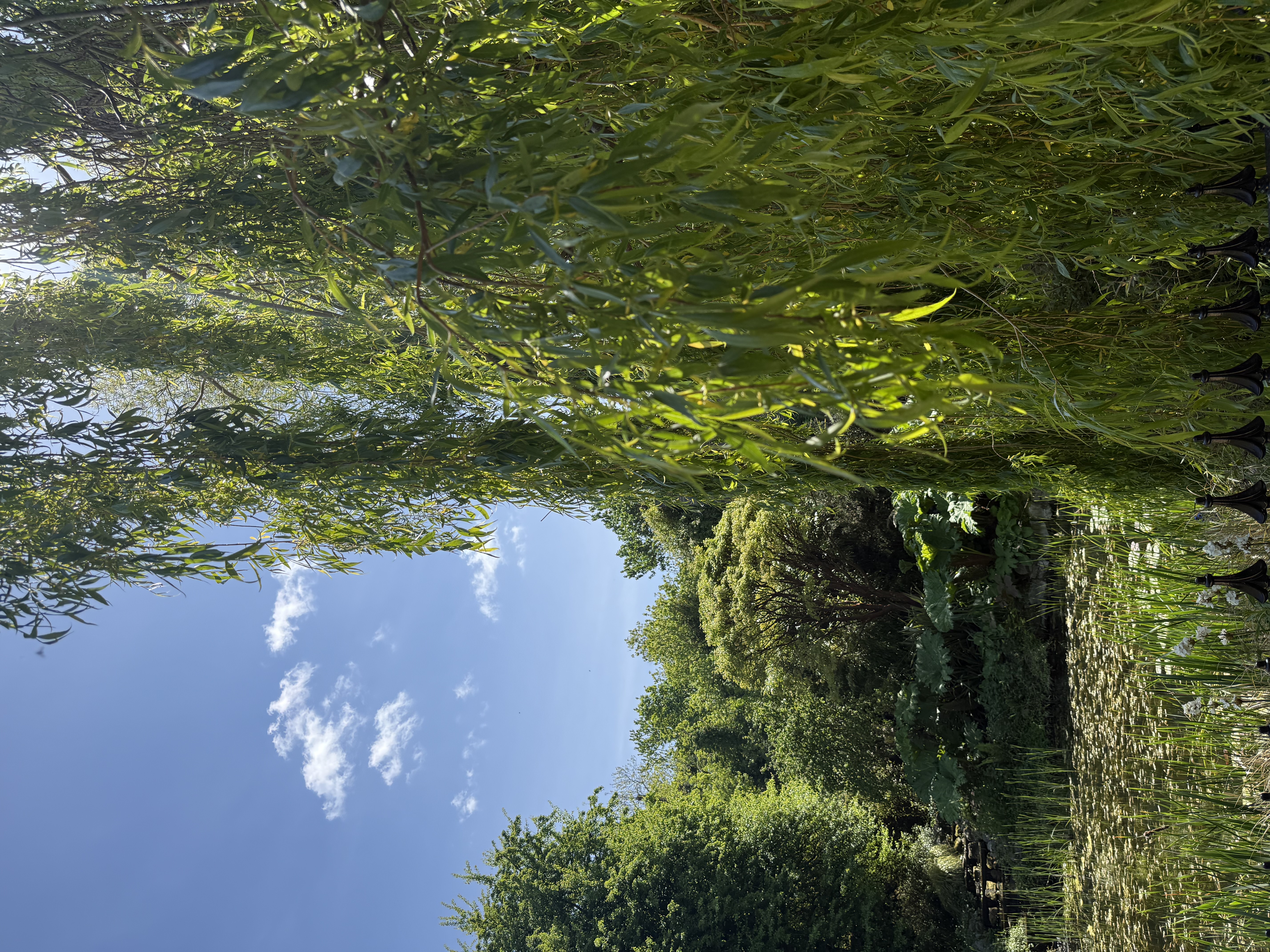 garden with green tress