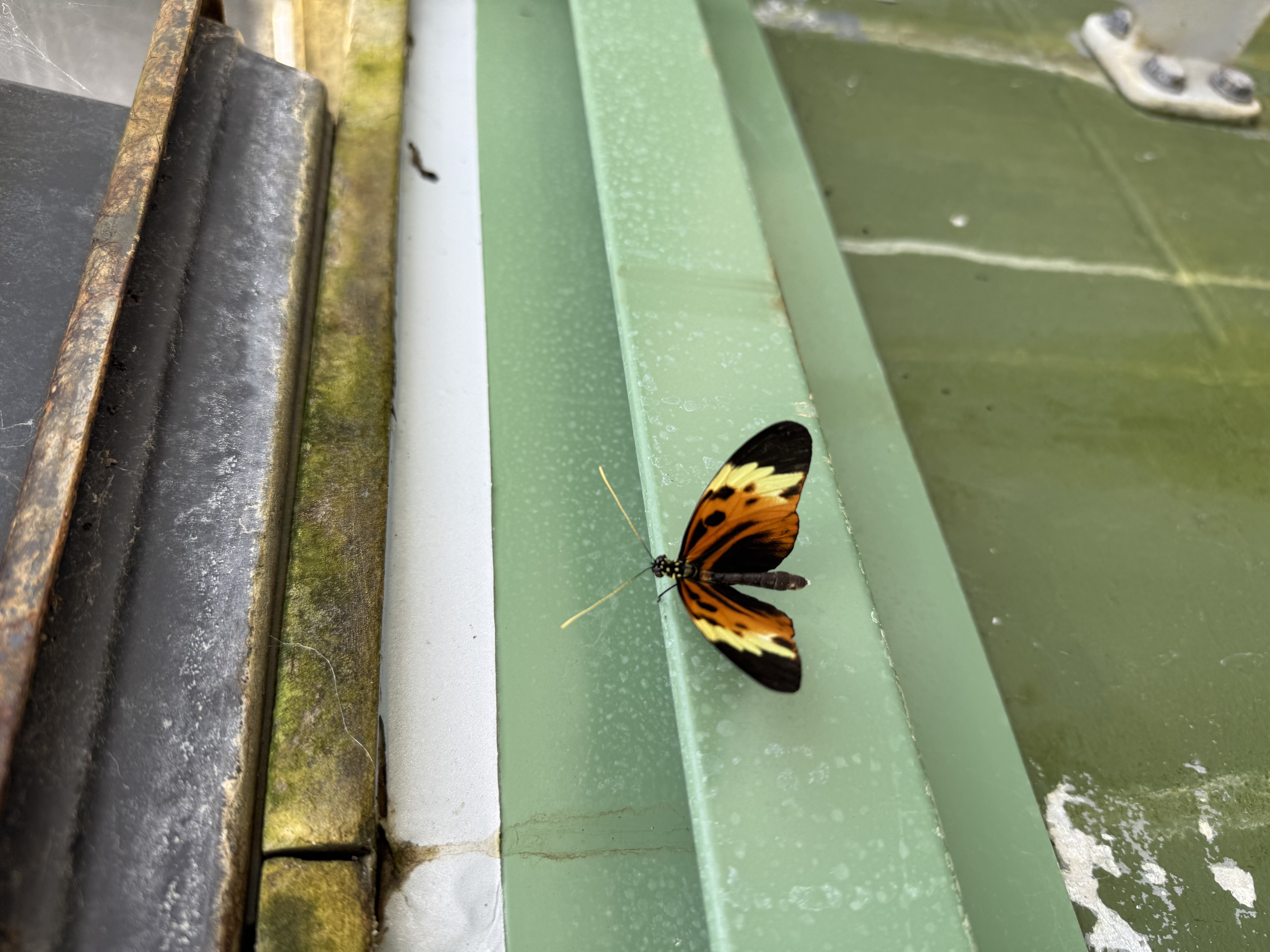 A butterfly