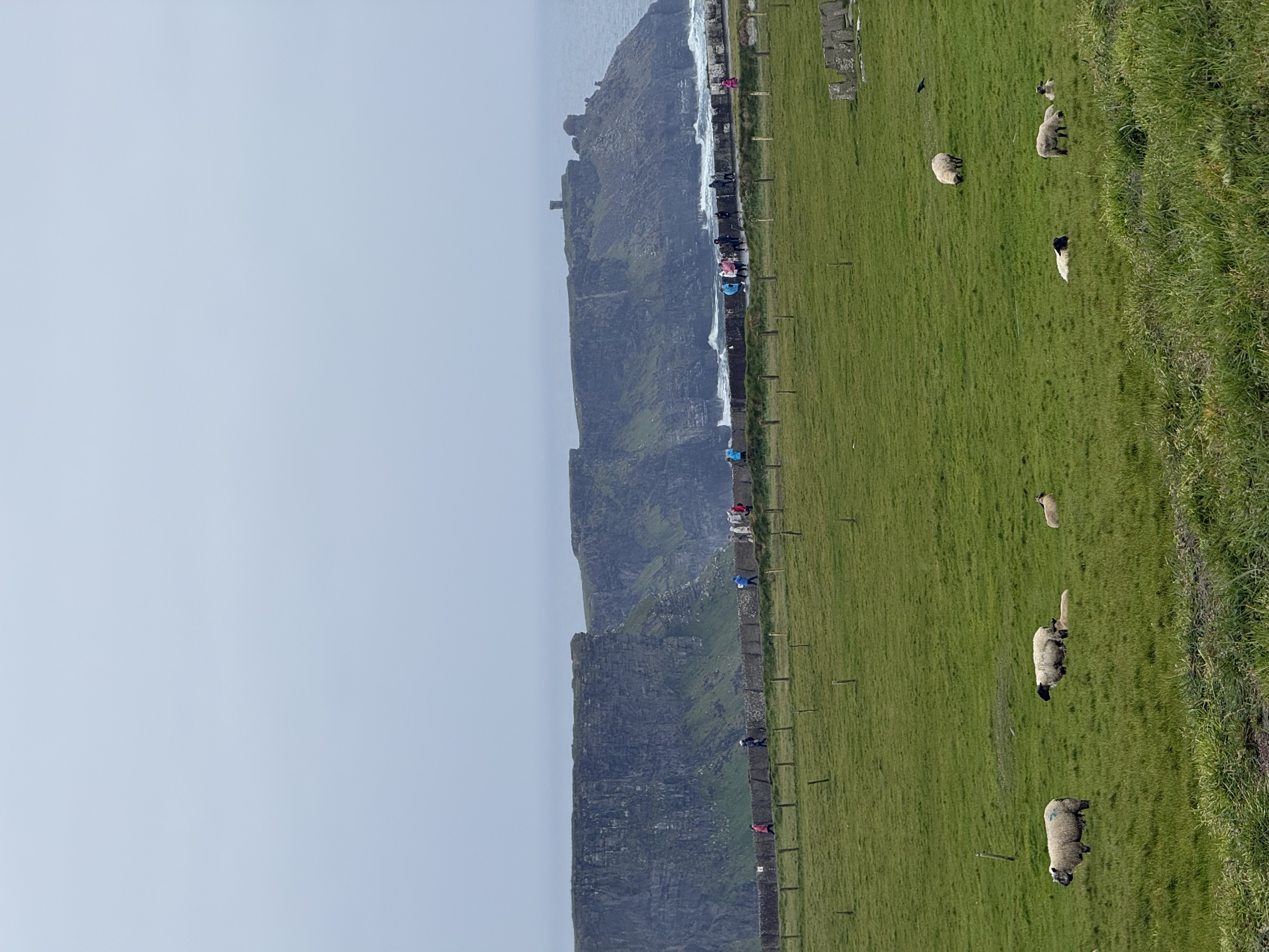 sheep in front of cliffs