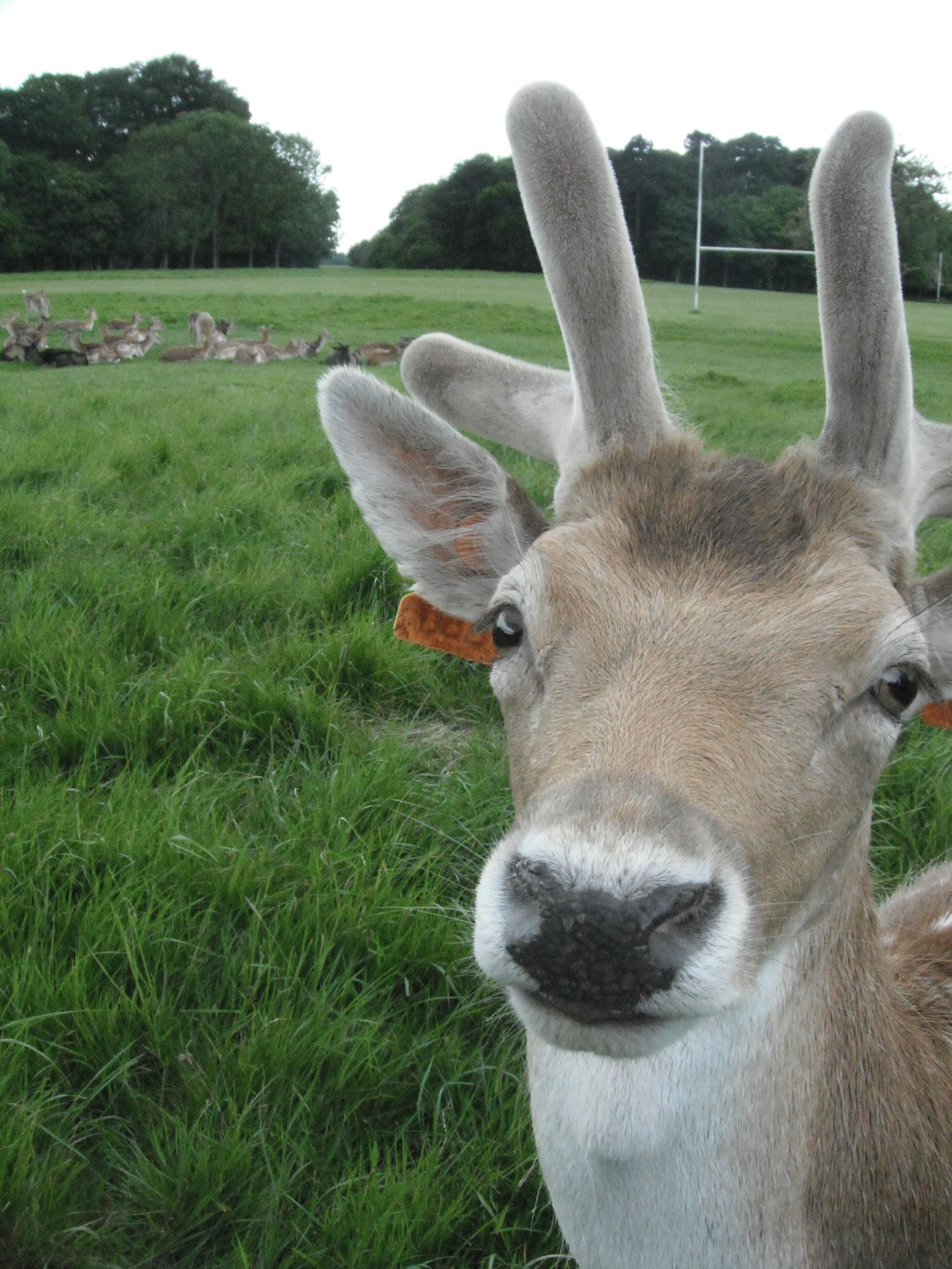 close up of a deer
