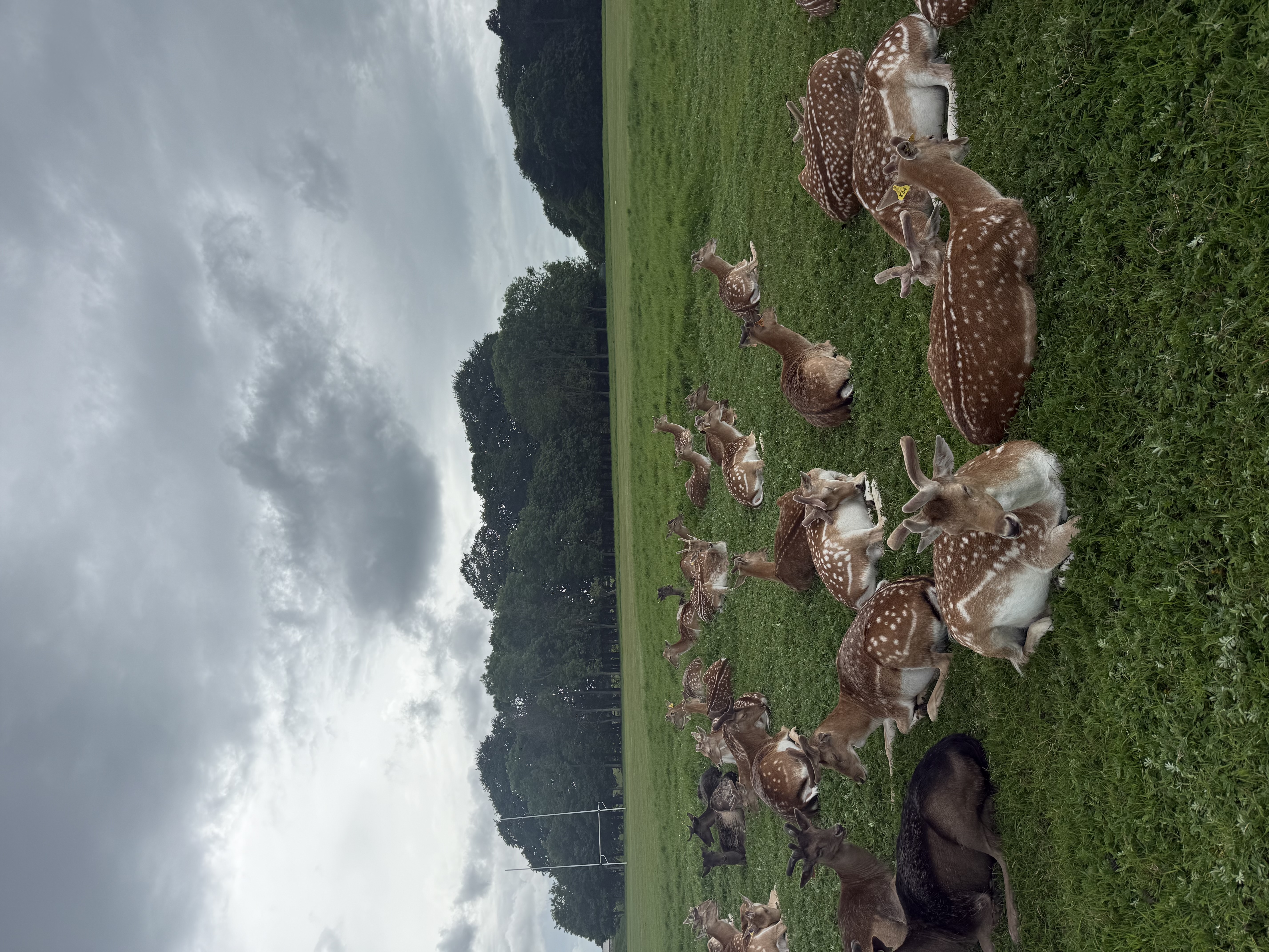 large group of deer sleeping in the grass
