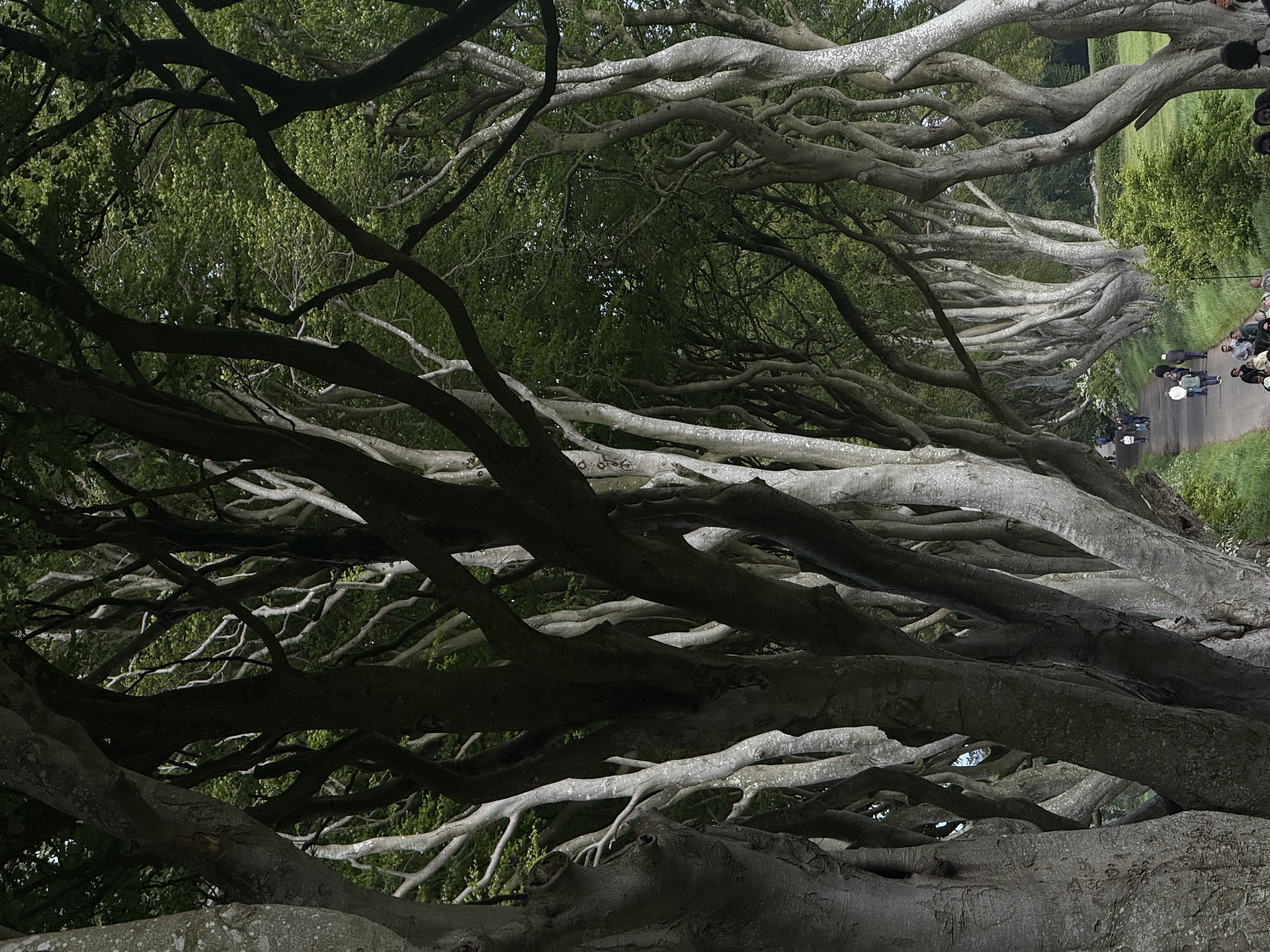 large trees with curvy branches